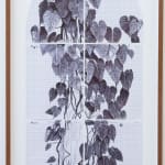 Neva Hosking, Alocasia Clypeolata Under The Palms At Michaels, Tully, 2024