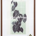 Neva Hosking, Alocasia Clypeolata Under The Palms At Michaels, Tully, 2024