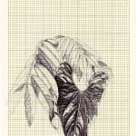 Neva Hosking, Alocasia Clypeolata Under The Palms At Michaels, Tully, 2024
