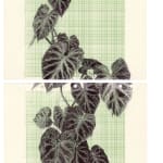 Neva Hosking, Alocasia Clypeolata Under The Palms At Michaels, Tully, 2024