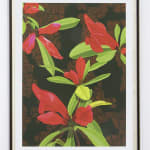 Dylan Mooney, Graptophyllum Excelsum – Scarlet Fuchsia, 2022
