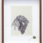 Neva Hosking, Alocasia Clypeolata Under The Palms At Michaels, Tully, 2024