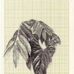 Neva Hosking, Alocasia Clypeolata Under The Palms At Michaels, Tully, 2024