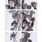 Neva Hosking, Alocasia Clypeolata Under The Palms At Michaels, Tully, 2024