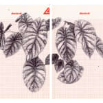 Neva Hosking, Alocasia Clypeolata Under The Palms At Michaels, Tully, 2024