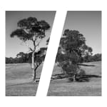 James Tylor, Tapa-arra Through the Landscape 5, 2024