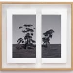 James Tylor, Tapa-arra Through the Landscape 7, 2024