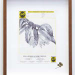 Neva Hosking, A Curtain Of Philodendron Micans At The Caravan Park, South Mission Beach, 2024