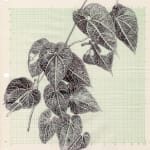Neva Hosking, Aristolochia Leuconeura Rambling The Fence At Peters, Speewah, 2024