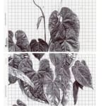 Neva Hosking, Anthurium Hybrids In The Greenhouse Nige Built, Speewah, 2024