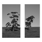 James Tylor, Tapa-arra Through the Landscape 7, 2024
