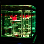 NagyMolnar, Space Net 1, 2021