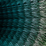 NagyMolnar, Space Net 1, 2021