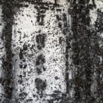 Philippe COGNÉE, Sans titre (Vanité), 2009