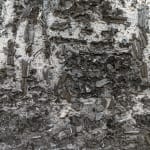 Philippe COGNÉE, Sans titre (Vanité), 2009
