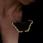Jutta Klingebiel, Essex Emerald Green Moth