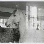 Signe Ralkov, Studio, 2025