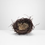 Joe Hogan, Large Nest
