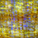 Elizabeth THOMSON, Pool of Memory , 2006 -2023