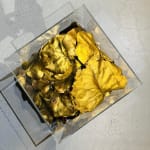 Francis Acea, Golden Years, 2008