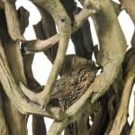 Heather Jansch, Madrugada, 2014