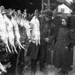 NYC Bowery Paddy’s Market Fresh Rabbit Meat , c.1900's