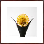 Vivienne Foley (Photography), Ginger Flower with Crackle Glazed Vases, 2003