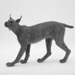 Kendra Haste MRSS, Lynx, 2025