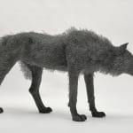 Kendra Haste MRSS, Lynx, 2025