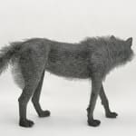 Kendra Haste MRSS, Lynx, 2025