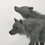 Kendra Haste MRSS, Lynx, 2025