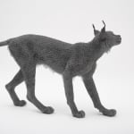 Kendra Haste MRSS, Lynx, 2025