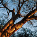 Paul Weinberg, Thulamela, a sacred site of the Vha-Venda people, is linked to Mapungubwe and the Great Zimbabwe kingdoms, Kruger...
