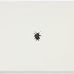 Christoph Hänsli, Blattkäfer, 2025