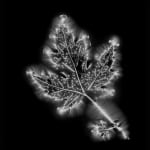 Marie-Jeanne Musiol, Miroir du cosmos (vidéo), 2006