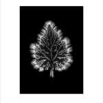 Marie-Jeanne Musiol, Miroir du cosmos (vidéo), 2006