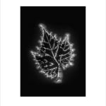 Marie-Jeanne Musiol, Corps de lumière no 401 (Feuille) / Bodies of Light no. 401 (Leaf), 2018
