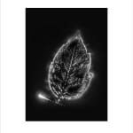 Marie-Jeanne Musiol, Corps de lumière no 401 (Feuille) / Bodies of Light no. 401 (Leaf), 2018