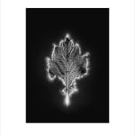 Marie-Jeanne Musiol, Corps de lumière no 401 (Feuille) / Bodies of Light no. 401 (Leaf), 2018