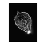 Marie-Jeanne Musiol, Miroir du cosmos (vidéo), 2006