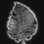Marie-Jeanne Musiol, Miroir du cosmos (vidéo), 2006