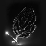Marie-Jeanne Musiol, Corps de lumière no 401 (Feuille) / Bodies of Light no. 401 (Leaf), 2018