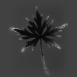 Marie-Jeanne Musiol, Miroir du cosmos (vidéo), 2006