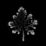 Marie-Jeanne Musiol, Corps de lumière no 401 (Feuille) / Bodies of Light no. 401 (Leaf), 2018