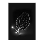 Marie-Jeanne Musiol, Corps de lumière no 401 (Feuille) / Bodies of Light no. 401 (Leaf), 2018