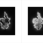 Marie-Jeanne Musiol, Corps de lumière no 401 (Feuille) / Bodies of Light no. 401 (Leaf), 2018