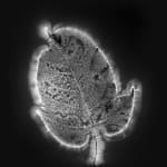 Marie-Jeanne Musiol, Miroir du cosmos (vidéo), 2006