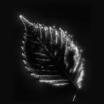 Marie-Jeanne Musiol, Miroir du cosmos (vidéo), 2006