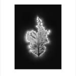 Marie-Jeanne Musiol, Corps de lumière no 401 (Feuille) / Bodies of Light no. 401 (Leaf), 2018