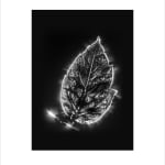 Marie-Jeanne Musiol, Corps de lumière no 401 (Feuille) / Bodies of Light no. 401 (Leaf), 2018